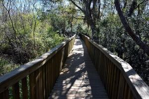 Bridge through wooded area